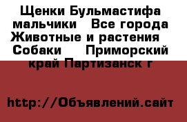 Щенки Бульмастифа мальчики - Все города Животные и растения » Собаки   . Приморский край,Партизанск г.